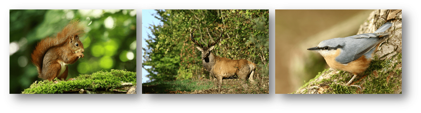 Les animaux de la forêt de Parroy en Meurthe et Moselle