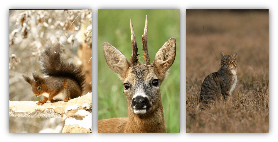 Les animaux de la forêt de Parroy en Meurthe et Moselle