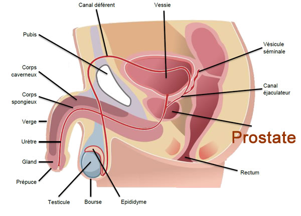 Anatomie de l'appareil génital masculin