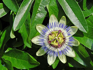 Des plantes pour stimuler la fonction sexuelle de l’homme.