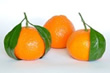 mandarinier - agrumes